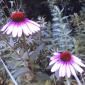 Wild Flowers