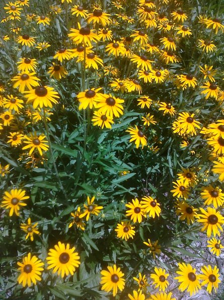 Black &amp; Gold Flowers
