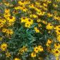 Black &amp; Gold Flowers