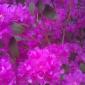 Purdy Flowers