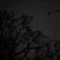 Birds in Tree