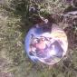 Tiger Ball