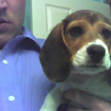 Beagle