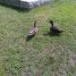 Ducks!!