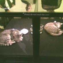 cloned kittens