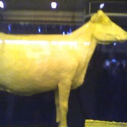 Butter Cow