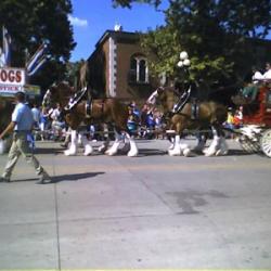 Anheuser Bush Clydesdales