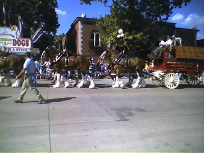 Anheuser Bush Clydesdales