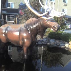 Moose
