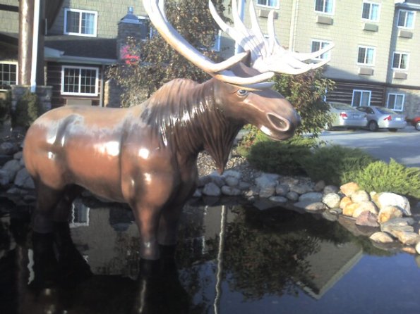 Moose