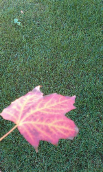 Leaf