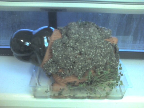 Defective Chia