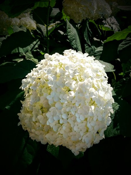 Snowball