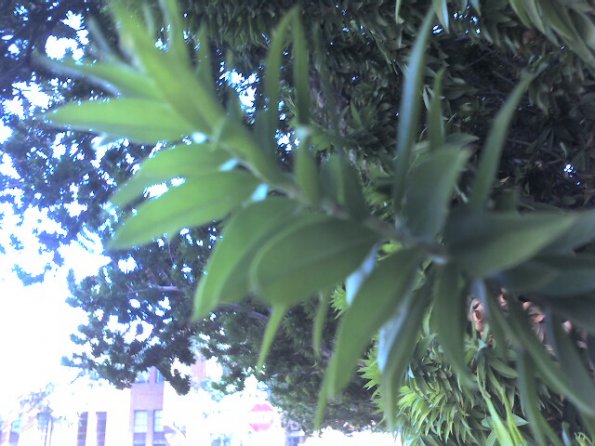 Leaves