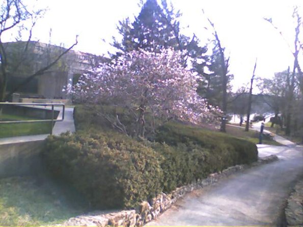 Bloom