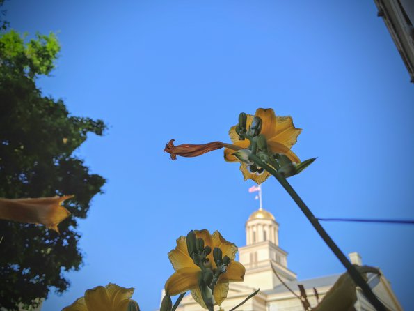 Behind the flowers