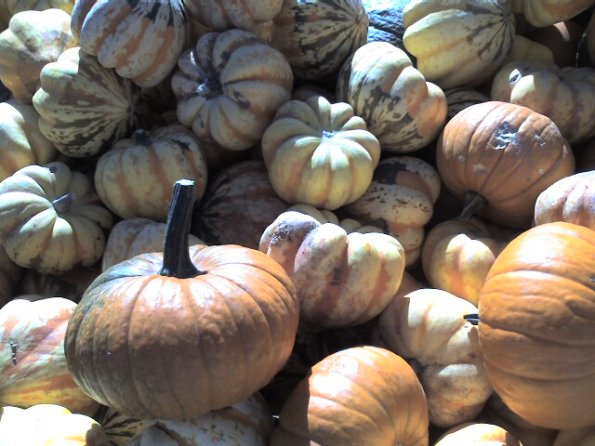 Pumpkins