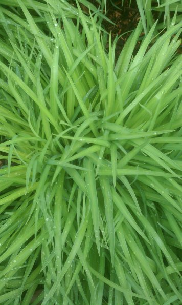 Green!