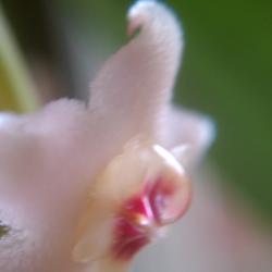 Drippy Flower