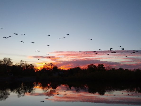 Sunset Geese