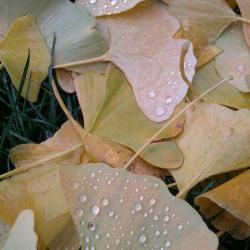 Droplets of Gold