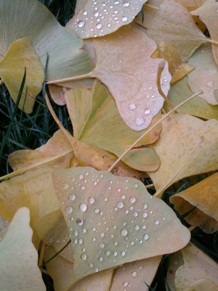 Droplets of Gold