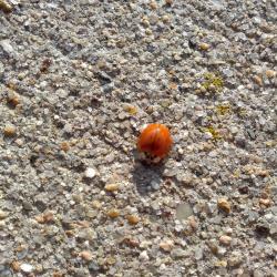 December Bug