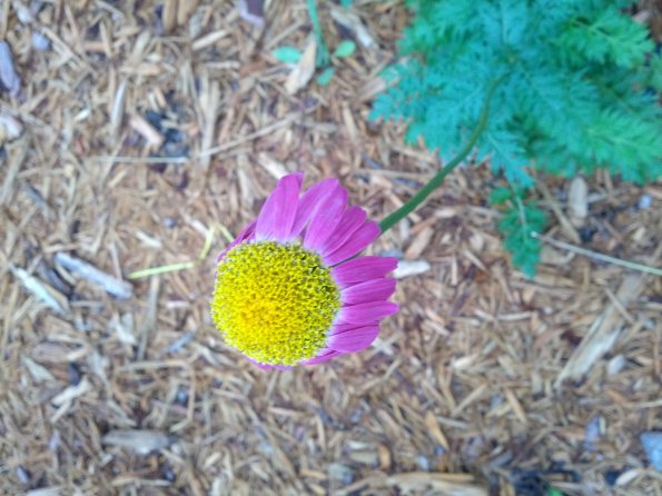 Flower Glow