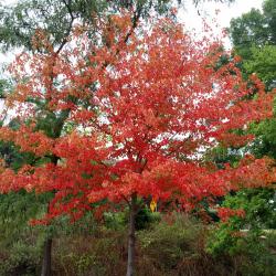 Autumn Arrives