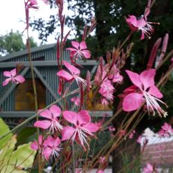 Pretty Flooooowers