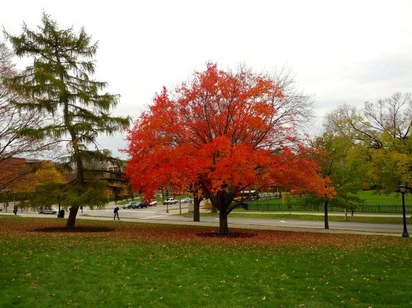 Glowing Fall Colors