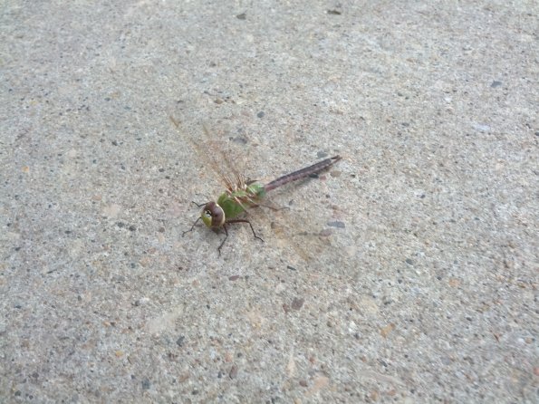 Bug