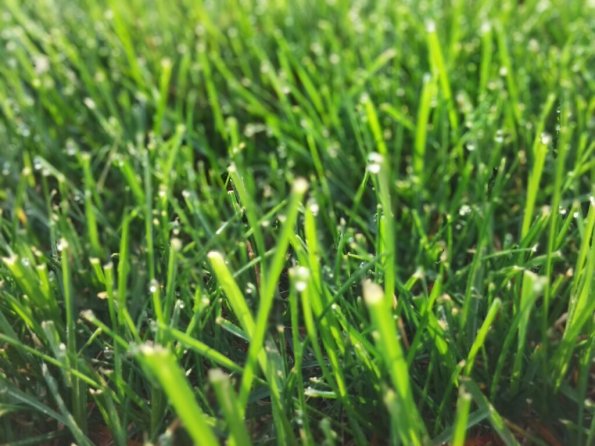Dew Dew