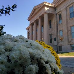 Fall Flowers