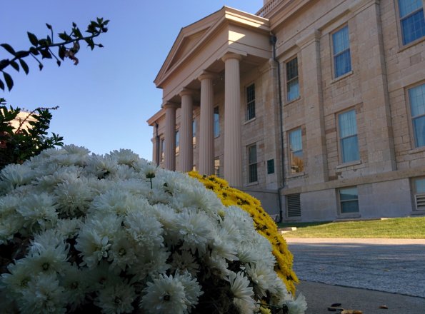 Fall Flowers