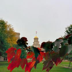 Gold Over Red