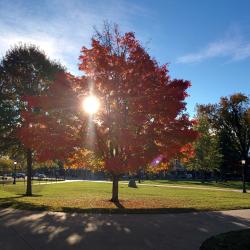 I like this tree.