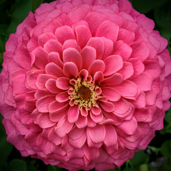 Pink Pick
