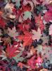 Autumn Red