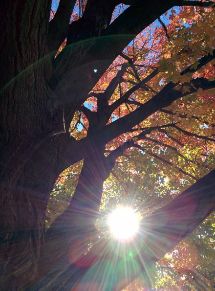 Sunny Leaf
