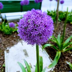 Purple ball