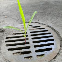 Drain Tree