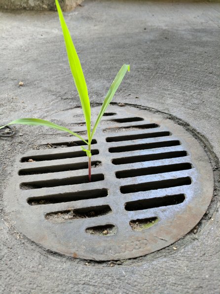 Drain Tree