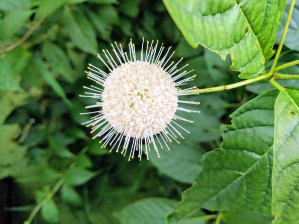 Button Bush