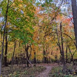 Fall Leaves