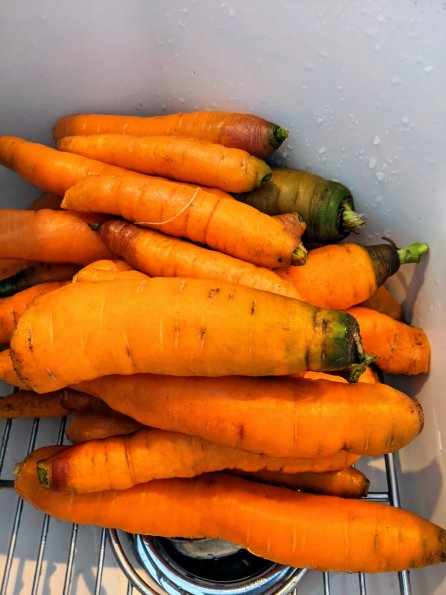 Carrots