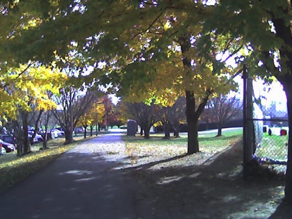 Fall