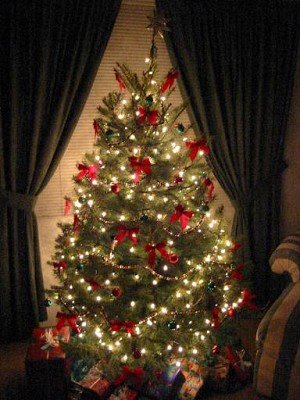 Beautiful Tree