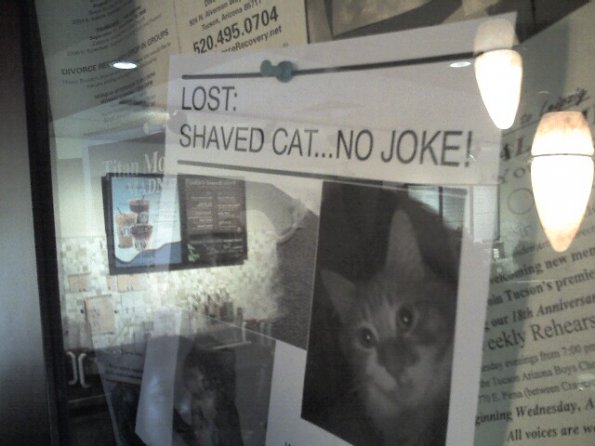 Lost Shaved Cat