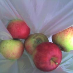 Wilson's Orchard